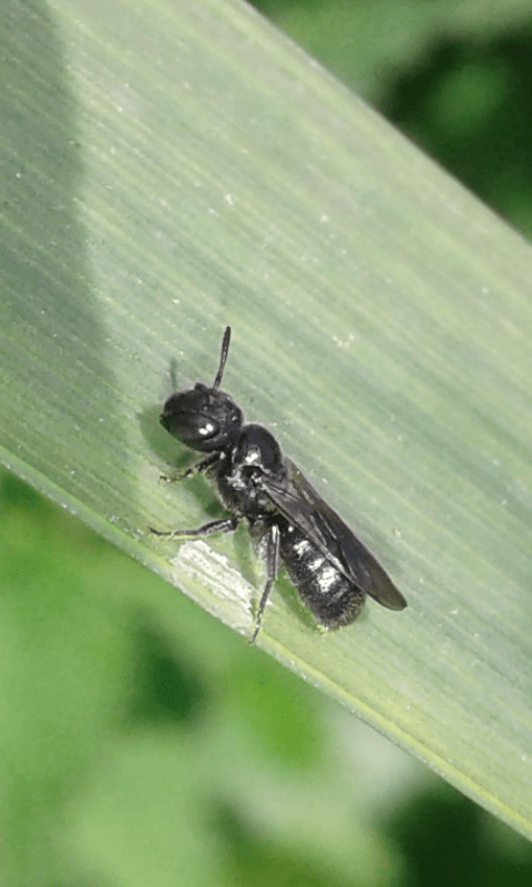 Apidae : Ceratina sp.? 2